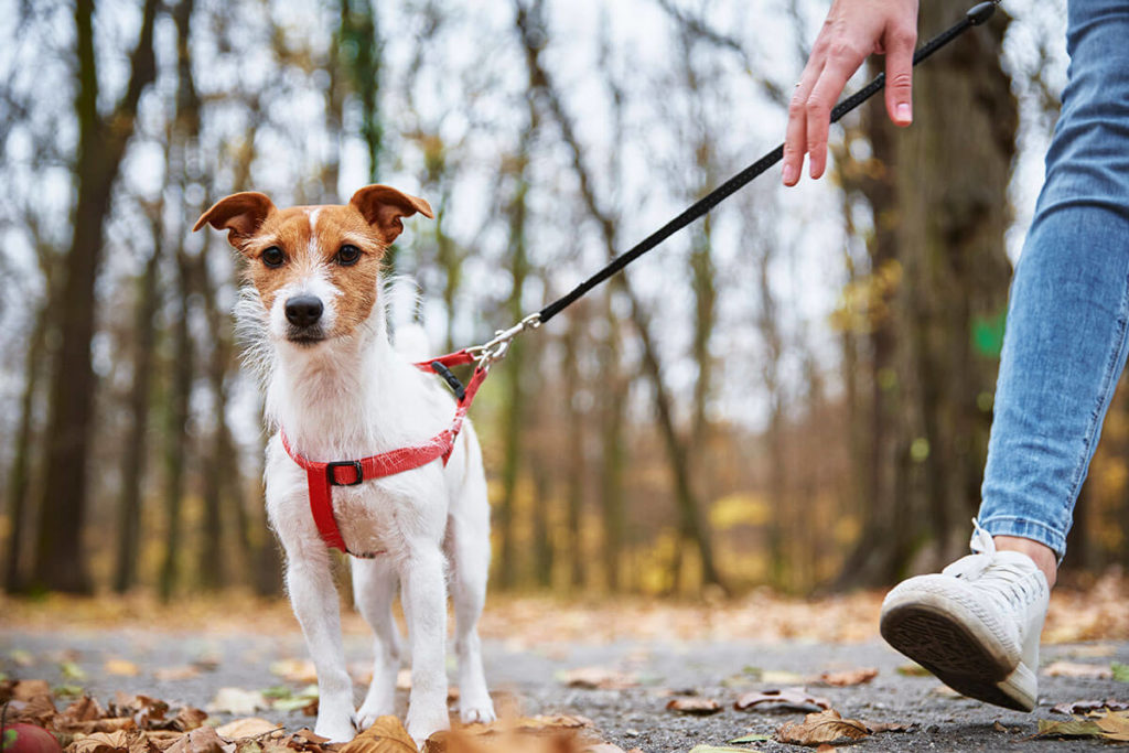 Dog Walker New York