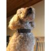 Wholesale Durable Designer Dog Collar No.16m - Image 4