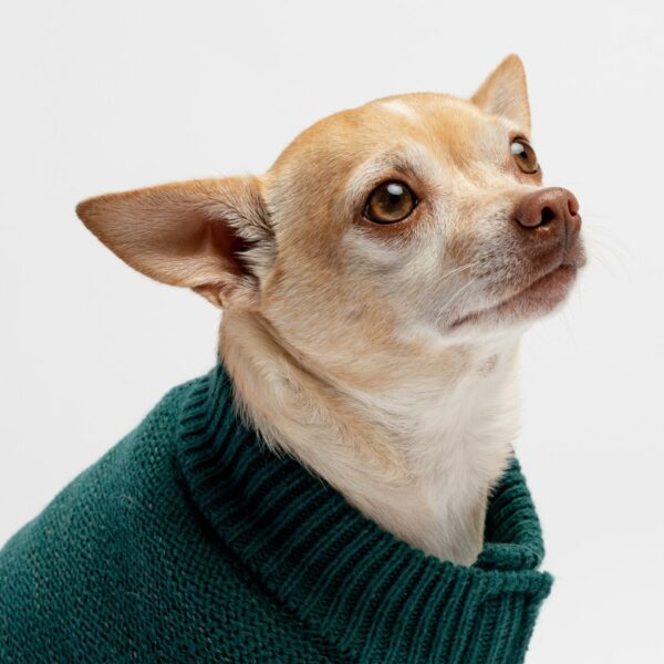 James Dog Sweater - Teal