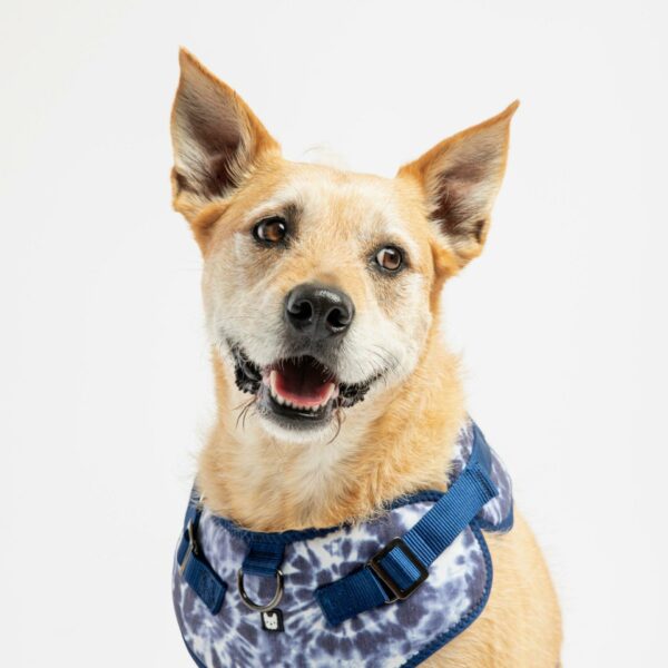 Poplin Dog Harness - Blue Tie Dye - Image 2