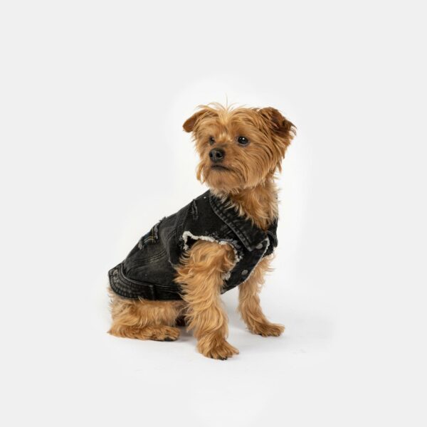 Spencer Dog Jacket - Image 7