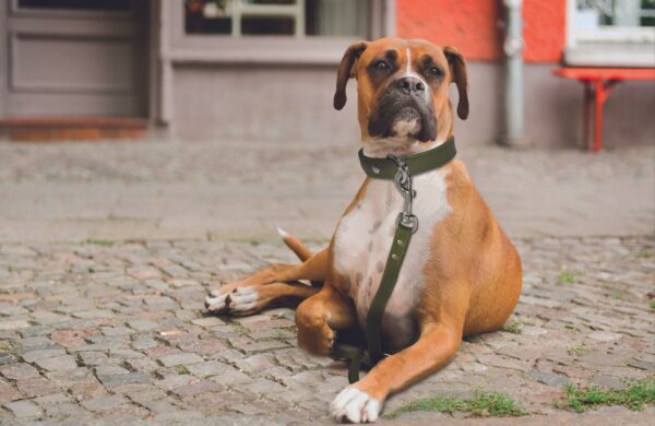 Alpine Leash - Image 11