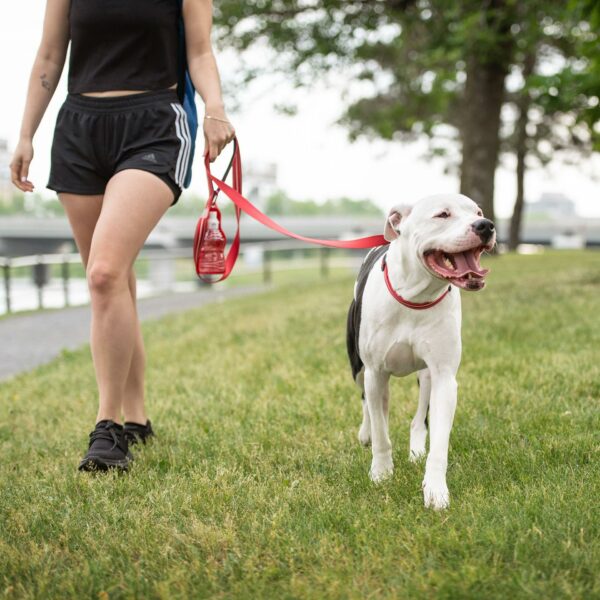 Reflective Leash - Red - Image 2