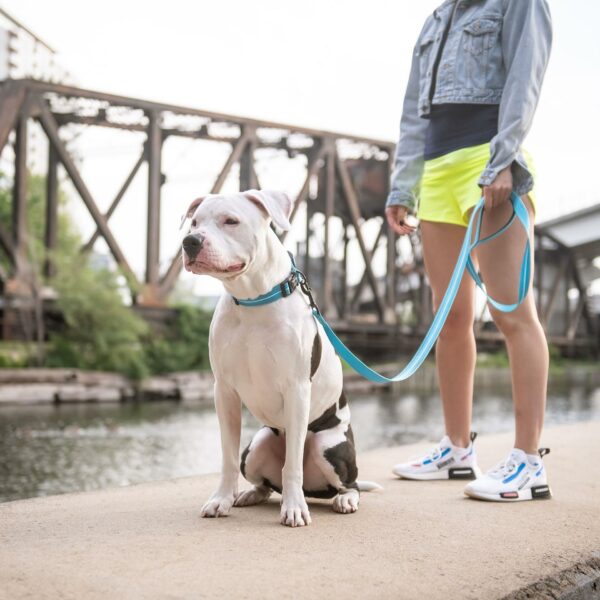 Reflective Leash - Neon Blue - Image 2