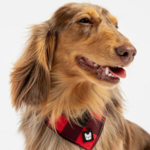 Apparel & Accessories