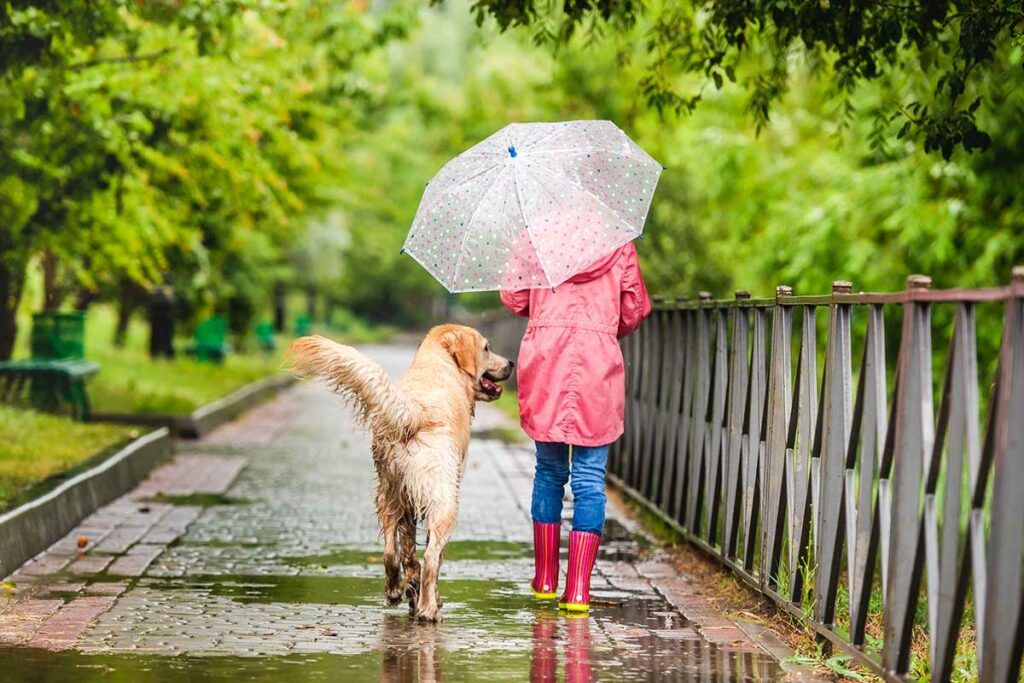 Thumping-Tails-Dog-Walking-Service-Port-Chester-NY-Featured