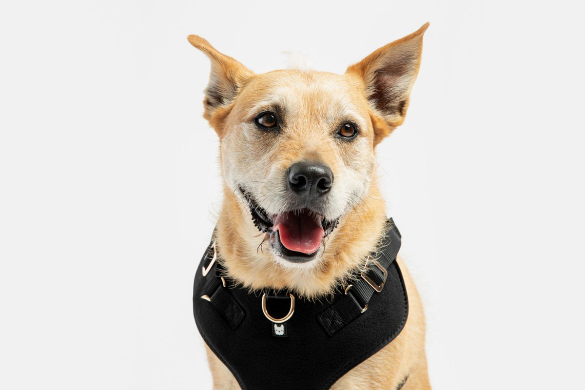 White-Plains-Dog-Harnesses-Featured