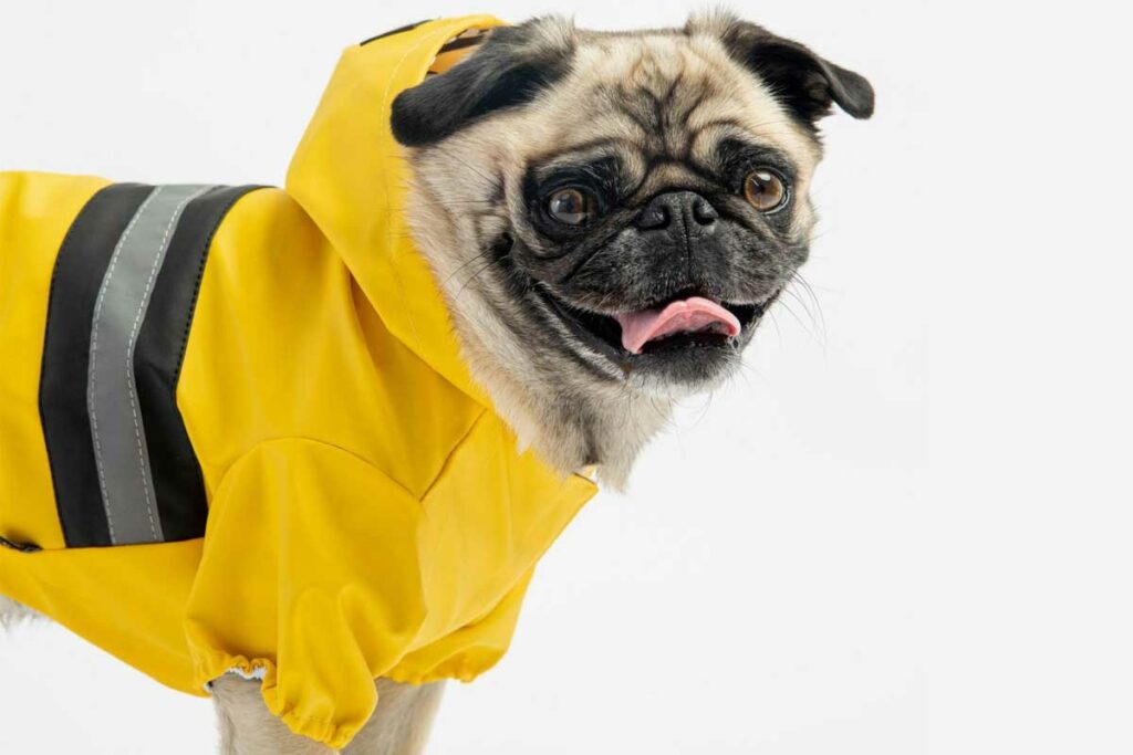 New-Rochelle-Dog-Rain-Jackets-Featured
