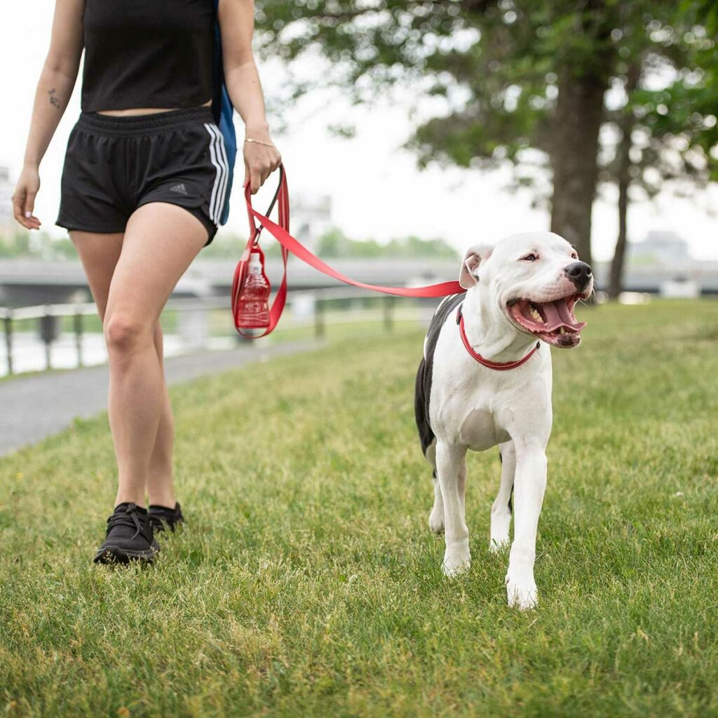 Pet-Comparisons-Walking