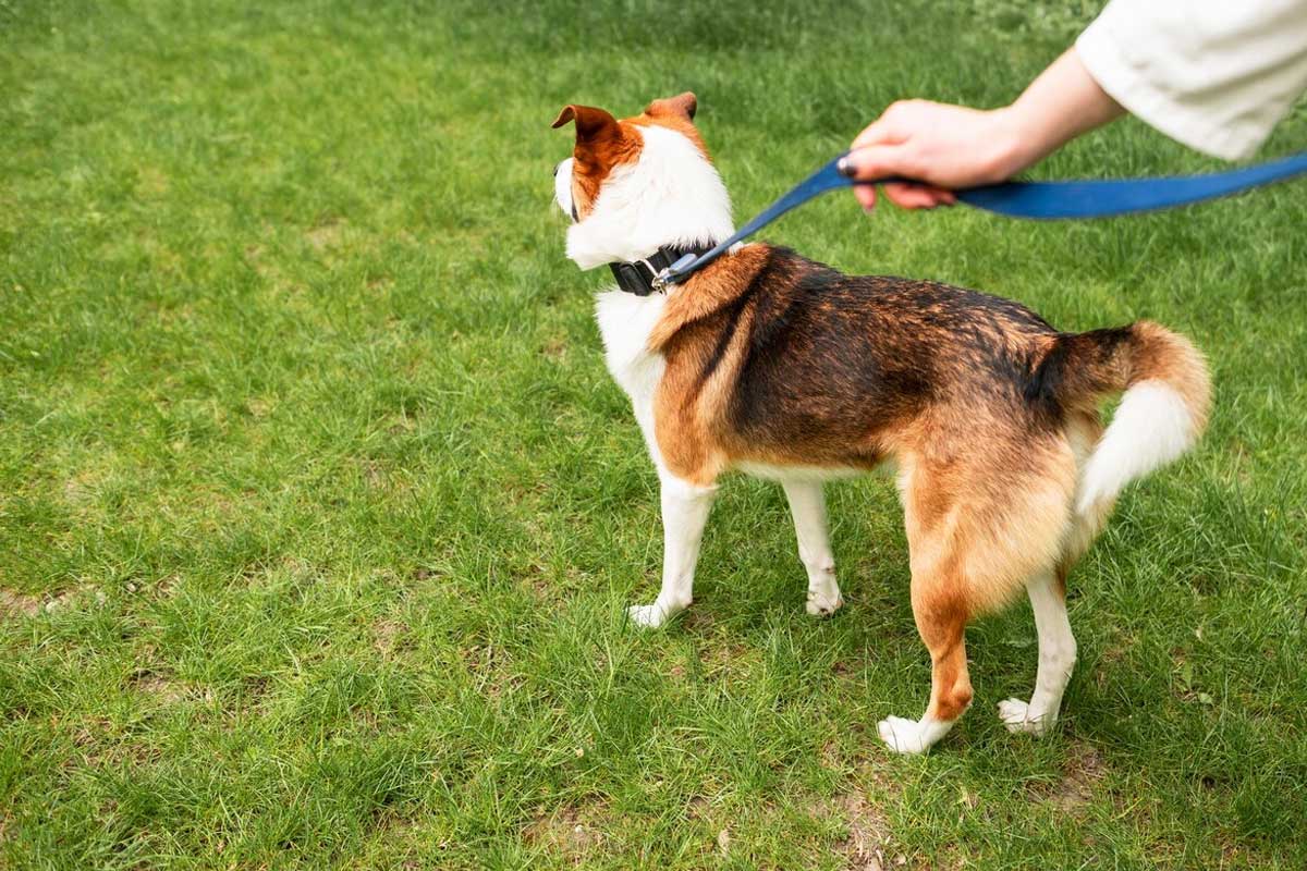 5-Signs-Your-Dog-Needs-a-Walk-&-Why-Regular-Walks-Are-Essential-in-Scarsdale-Featured
