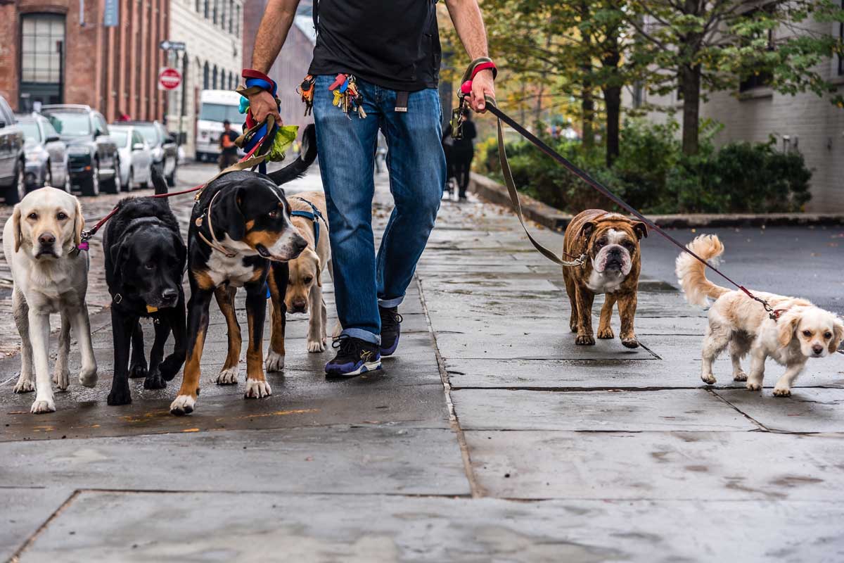 Why-I-Hired-Thumping-Tails-to-Walk-My-Dog-(Even-Though-I-Used-to-Be-a-Dog-Walker)