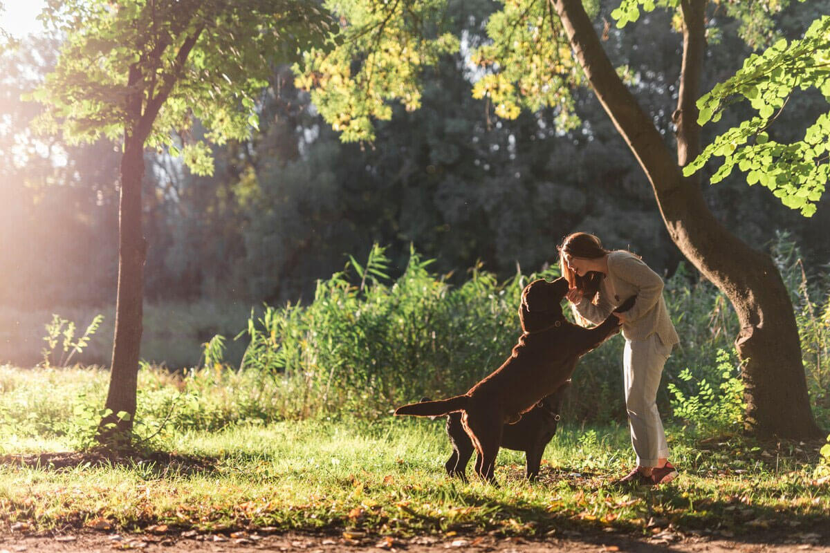 Why-Regular-Dog-Walks-Are-Essential-for-Your-Pet’s-Health-And-How-Thumping-Tails-Makes-It-Easy-Featured
