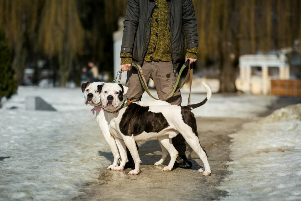 How Our Dog Walkers Handle Connecticut’s Extreme Weather – From Snowstorms to Heatwaves