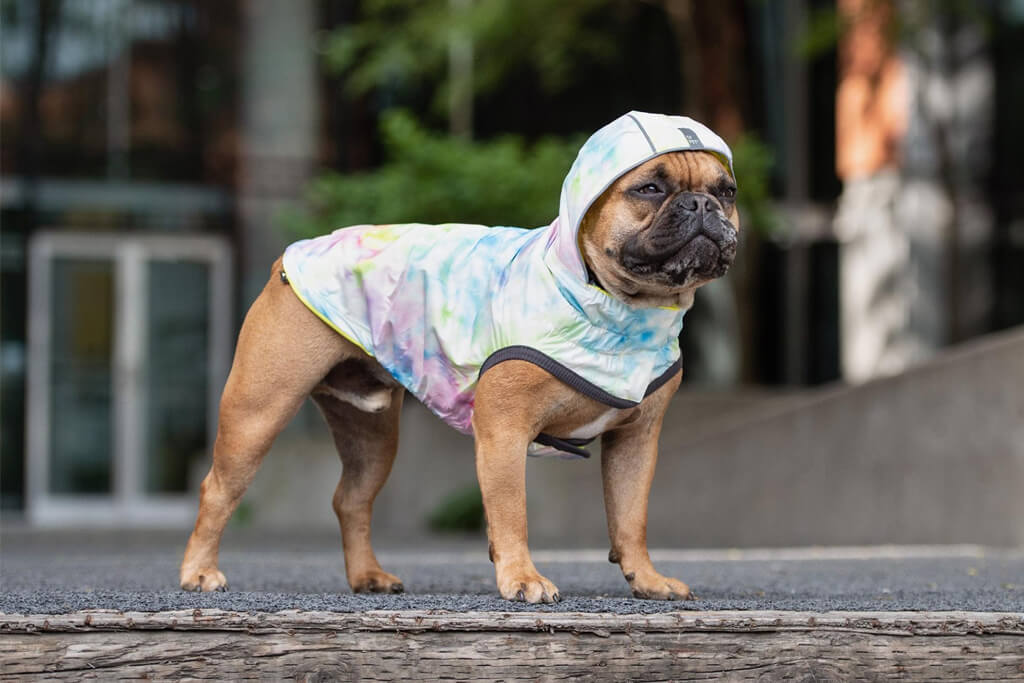 Belle-Haven-Dog-Walking