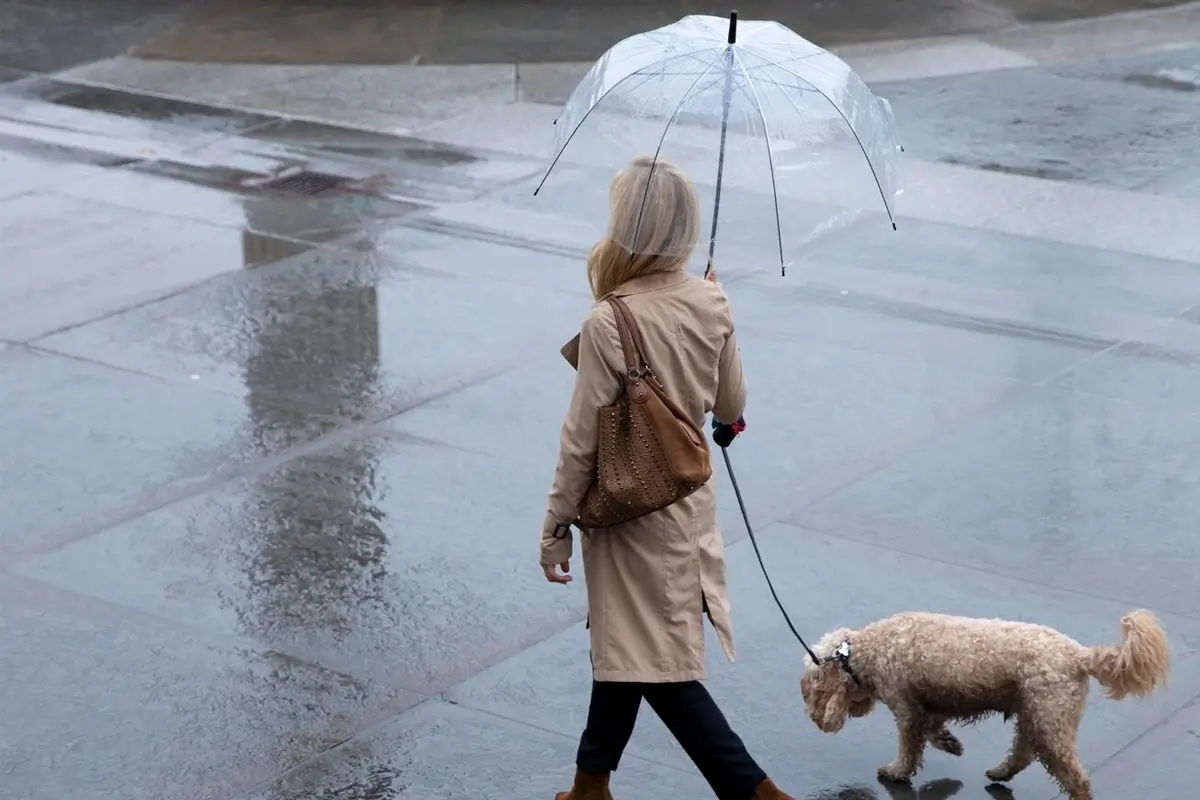Bad-Weather-Dog-Walking-Featured