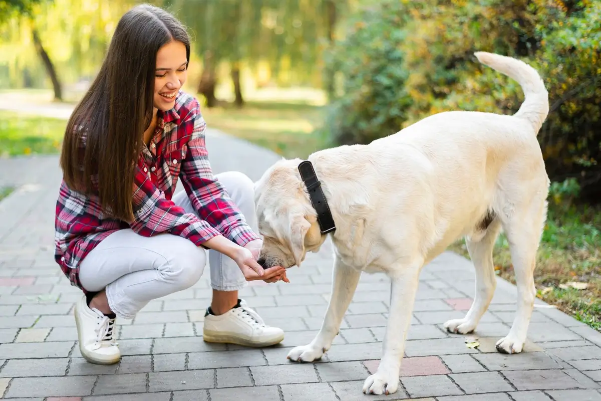 The-Thumping-Tails-Guide-to-Stamfords-Hidden-Dog-Friendly-Spots-Featured