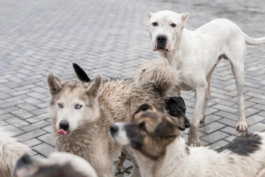 The Thumping Tails Difference in Port Chester and New Rochelle