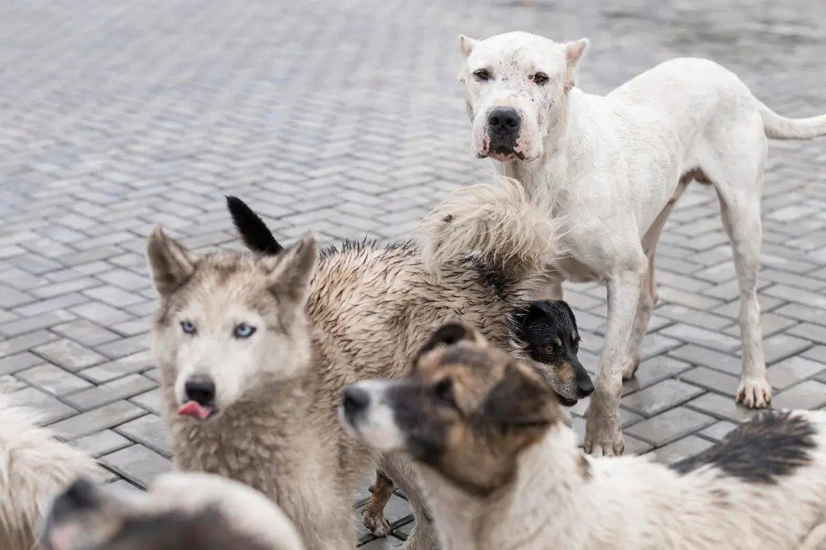 The Thumping Tails Difference in Port Chester and New Rochelle
