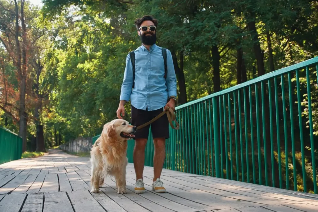 The Ultimate Guide to Professional Dog Walking in Greenwich, CT