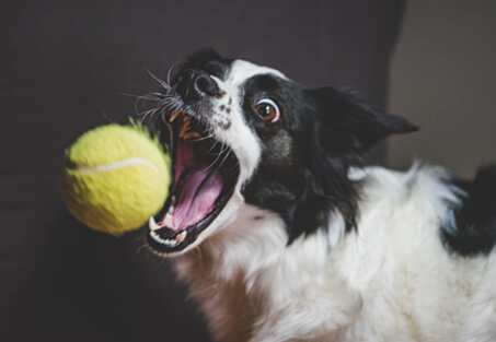 Active,-High-Energy-Dogs-img