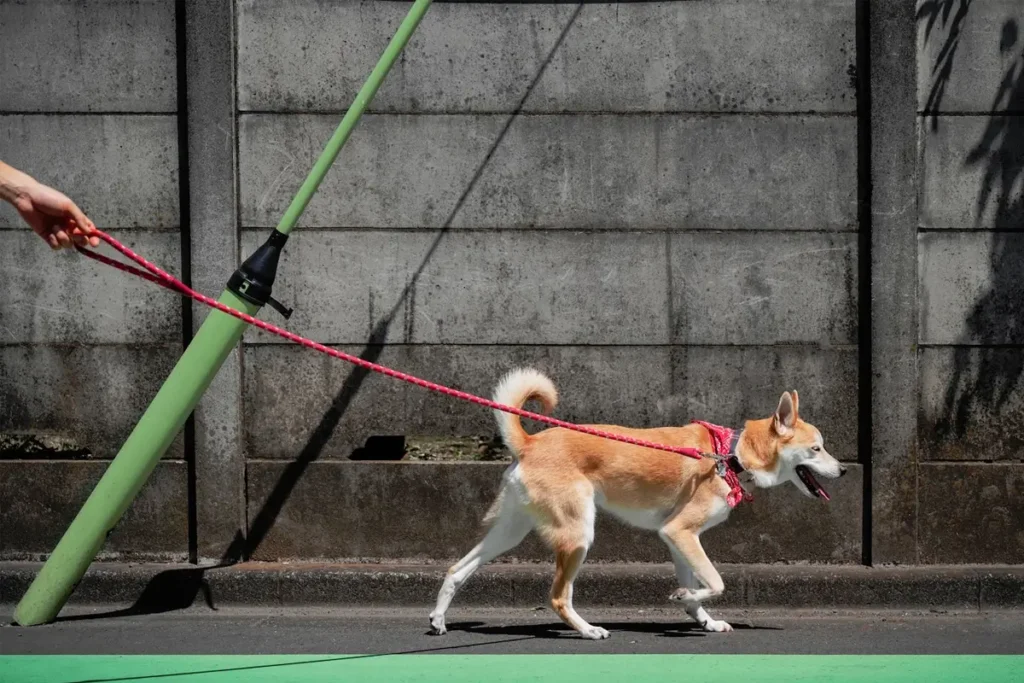 Choosing-the-Right-Dog-Harness-Featured