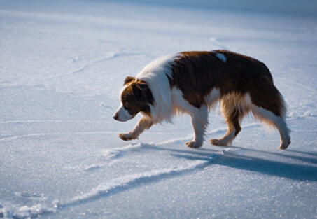 Dogs-Used-to-Cold-Weather-img