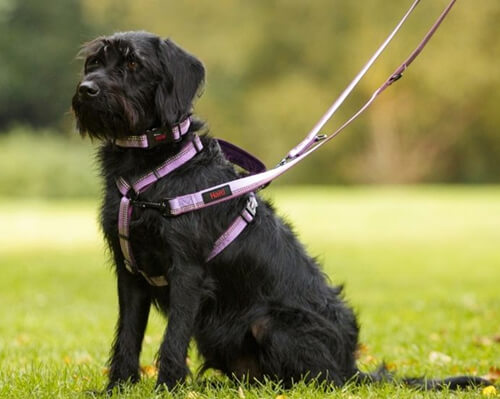 Dual-Clip-Harnesses-Img Dual-Clip-Harnesses-Img