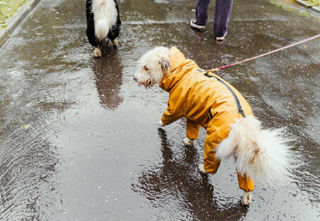 Familiar-Routes-and-Predictability-Img