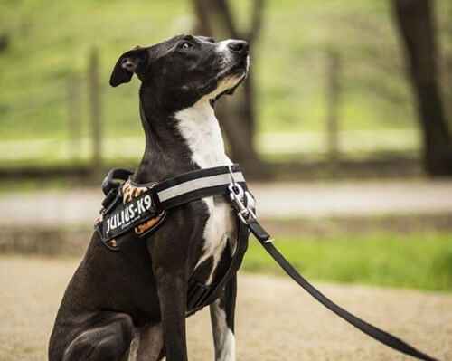 Front-Clip-Harnesses-Img Front-Clip-Harnesses-Img