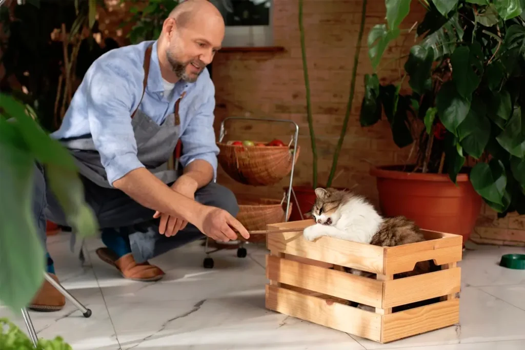 Ideas-to-Keep-Your-Cats-Entertained-Featured