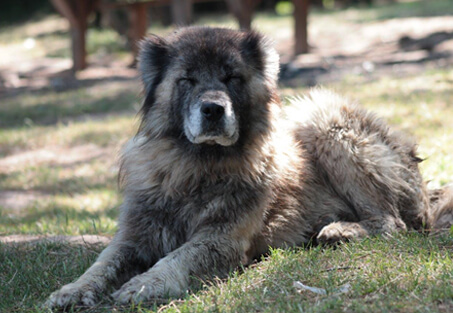 Larger,-Sturdier-Dogs-img