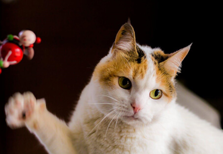 Rotate-Toys-img Rotate-Toys-img