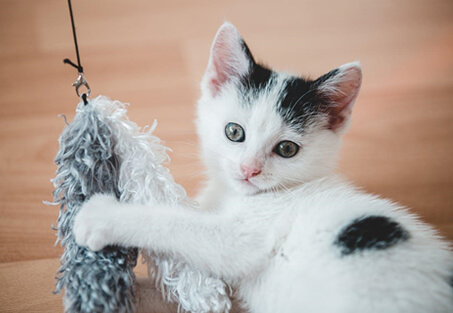 Short,-Interactive-Play-Sessions-img Short,-Interactive-Play-Sessions-img