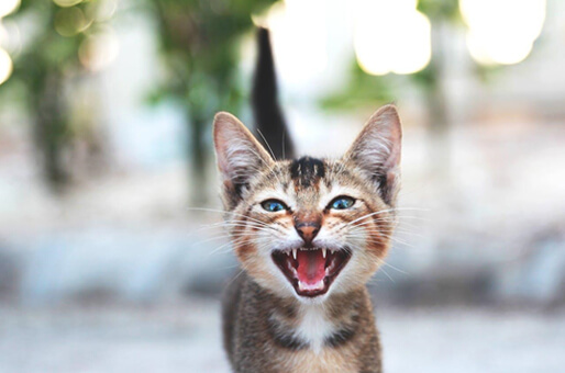 Why-Cats-Meow-at-People-img