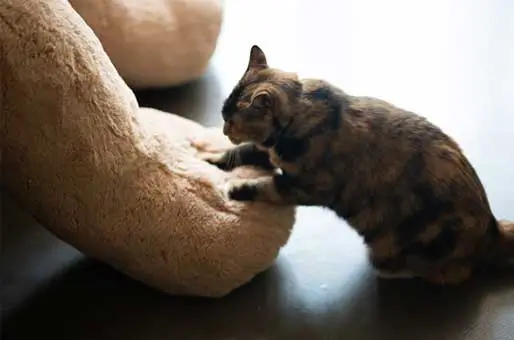 A-Habit-From-Kittenhood A-Habit-From-Kittenhood