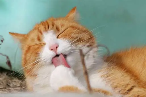 Climbing-and-Observing