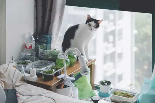 Curiosity-About-What-Youre-Doing Curiosity-About-What-Youre-Doing