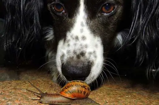 Dogs-Experience-the-World-Through-Scent Dogs-Experience-the-World-Through-Scent