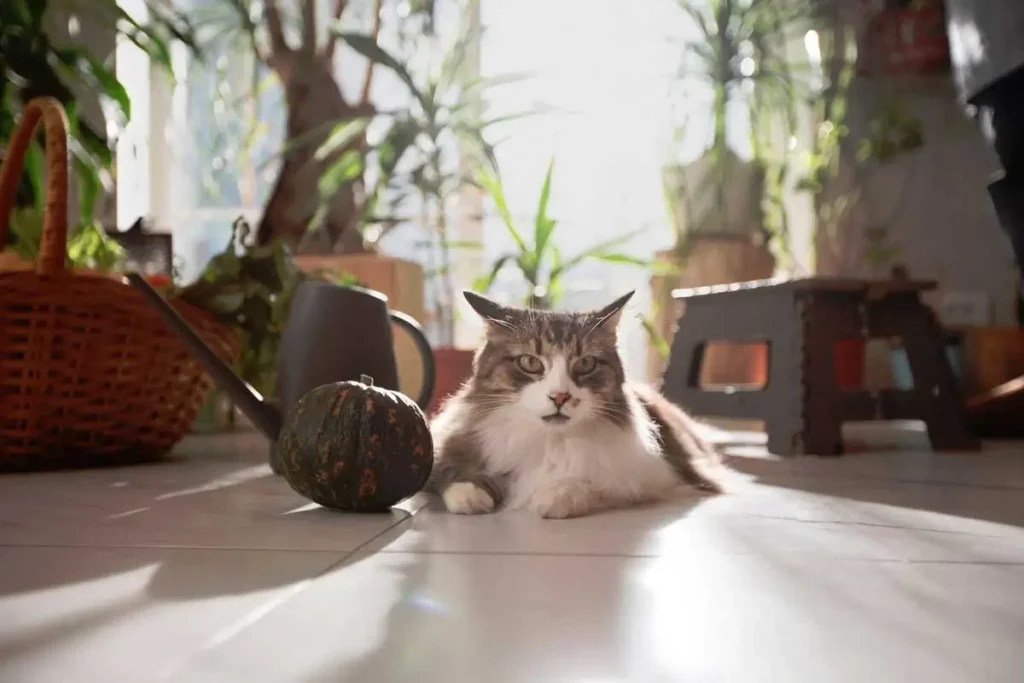 How-Indoor-Cats-Stay-Mentally-Stimulated-Featured