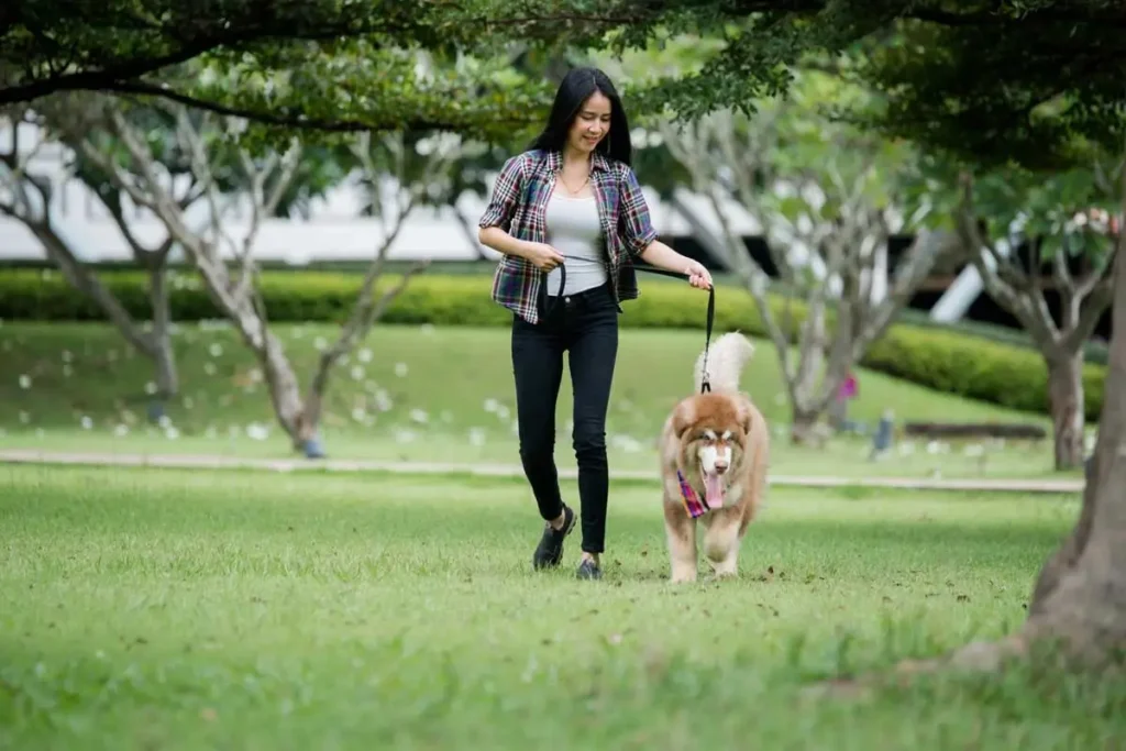 How-Often-Should-You-Walk-Your-Dog-Featured