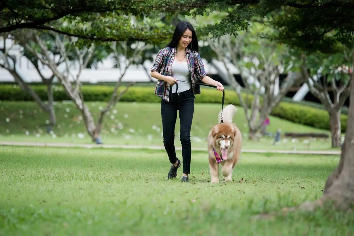 How-Often-Should-You-Walk-Your-Dog-Featured