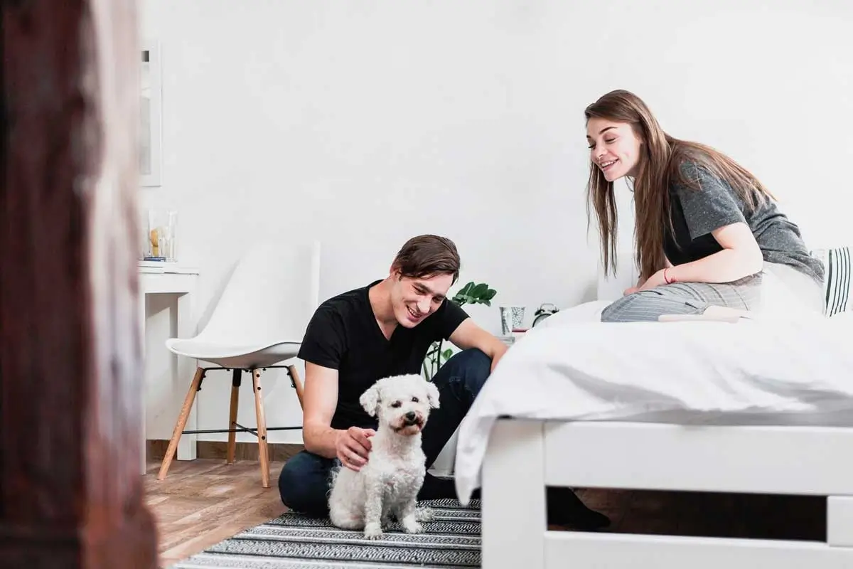 How-Routine-Helps-Dogs-Feel-Secure-Featured