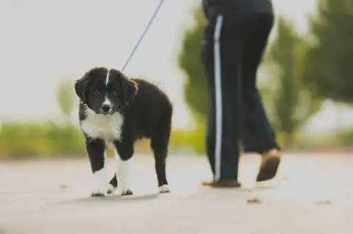 Most-Dogs-Benefit-from-Daily-Walks Most-Dogs-Benefit-from-Daily-Walks