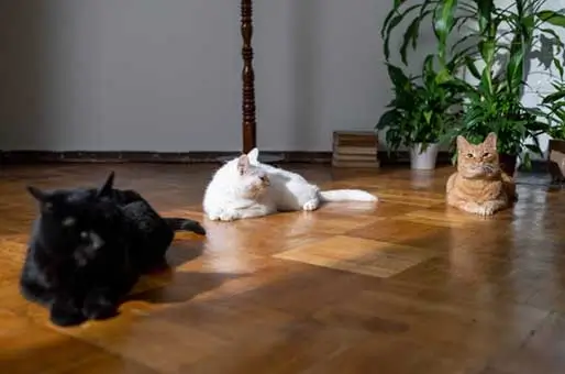 Quiet-Companionship Quiet-Companionship