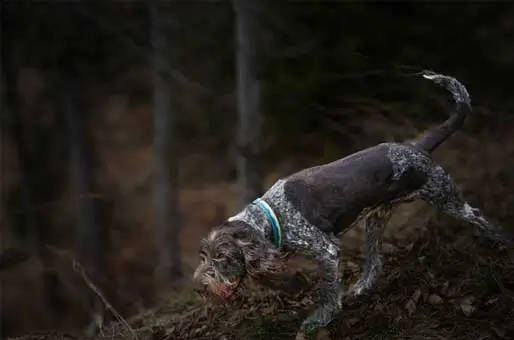 Sniffing-Can-Be-Calming Sniffing-Can-Be-Calming