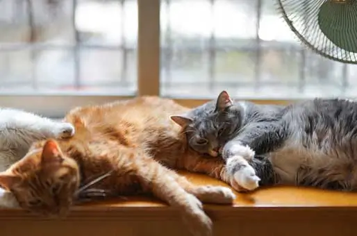 Watching-the-World-Outside