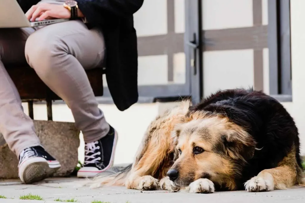 Why-Is-My-Dog-So-Tired-After-a-Walk-Featured