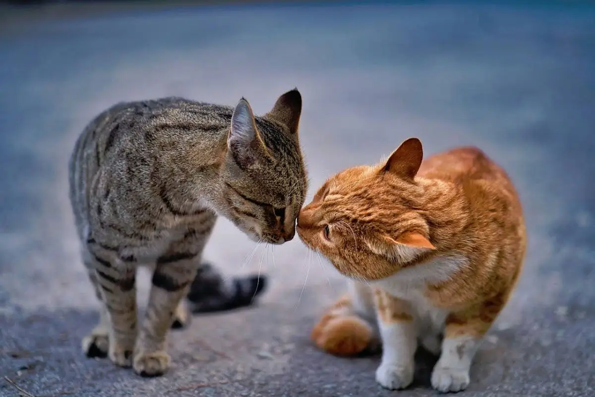 How-Cats-Show-Affection-in-Quiet,-Subtle-Ways-Featured