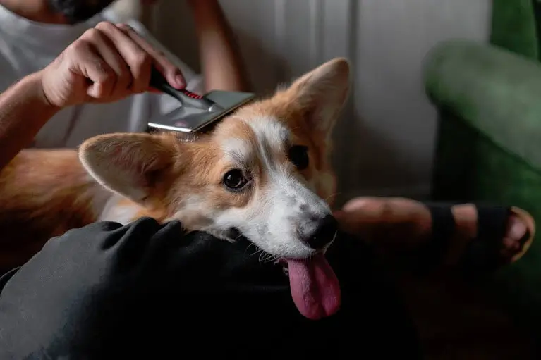 Pets-in-Rye-Routine-and-Familiar-Environments-2 Pets-in-Rye-Routine-and-Familiar-Environments-2