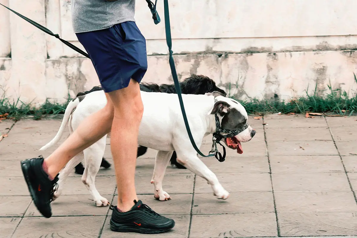 Person in gray shirt, blue shorts, and black sneakers walks two dogs on leashes along a paved sidewalk. The white dog with a patterned collar leads with its tongue out.